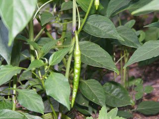 Green chilly plant.