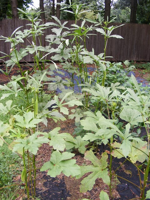 okra plants in the garden
