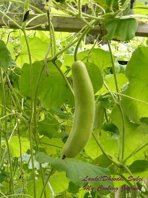 Bottle Gourd Plant