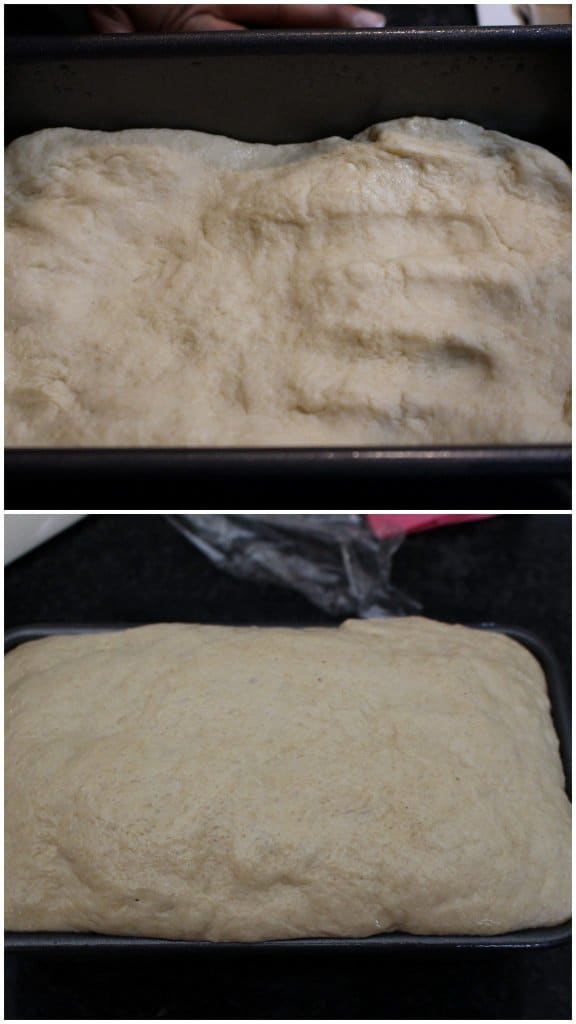 Proofing the dough for whole wheat bread